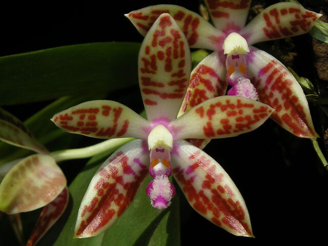 Plik:Phalaenopsis corningiana 07.jpg