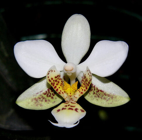 Plik:Phalaenopsis stuartiana.jpg