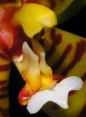 Plik:Phalaenopsis lamelligera budowa2.jpg