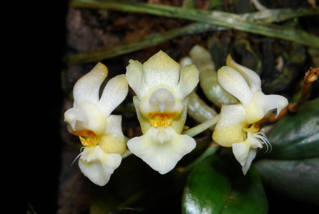 Plik:Phalaenopsis gibbosa.jpg