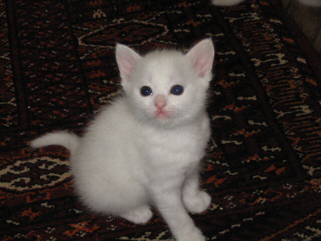 File:Berry.jpg