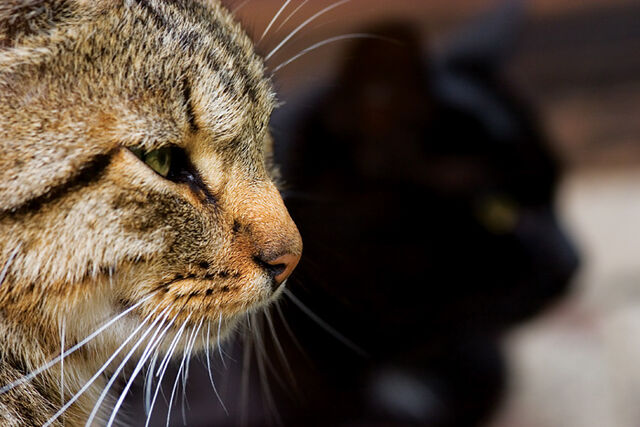 File:Cats by mindsunniti.jpg
