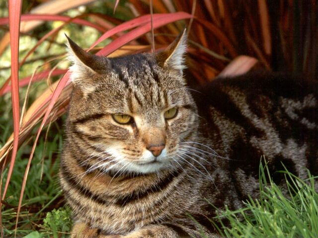 File:Rubbleclaw.jpg