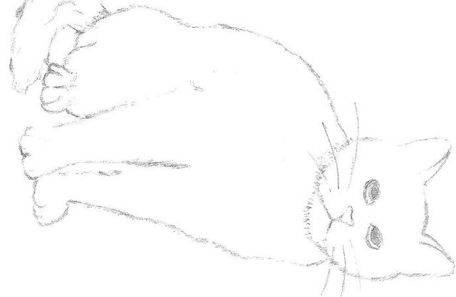 File:Cat.jpg