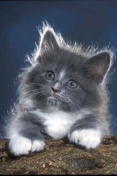 Furzekit