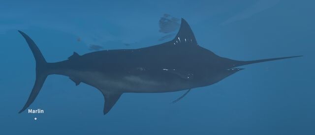 File:Marlin.jpg