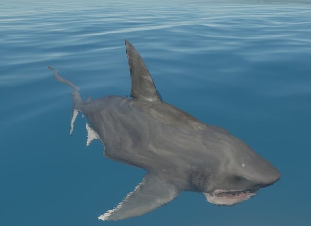 File:Great White 2.jpg
