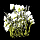 File:Cottonplant.png