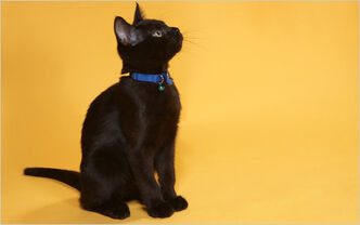 14obcats-span-blogSpan