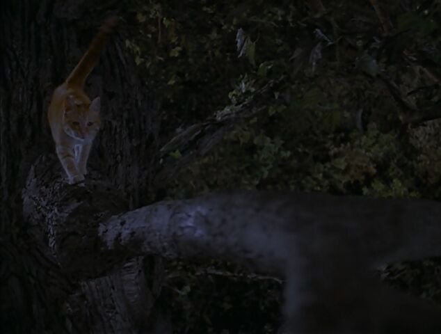 File:Did he fall in the water.jpg