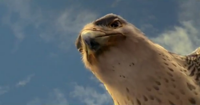 File:Falcon.png