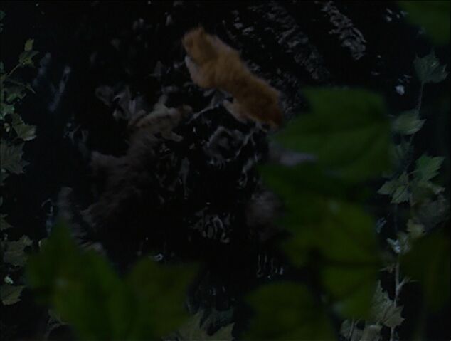 File:Red plunging into the water.jpg