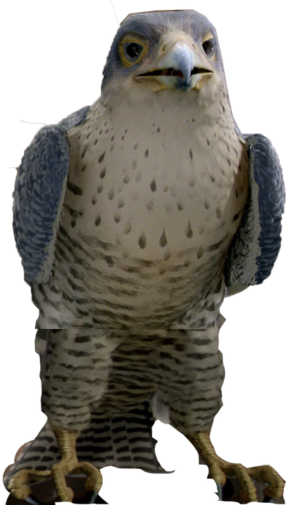 File:The Falcon.png