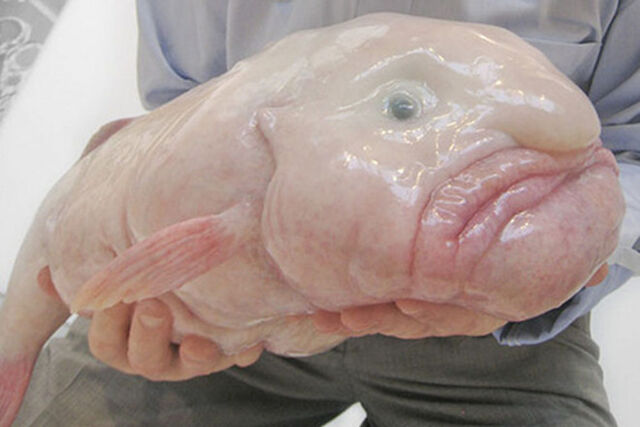 File:Blob-660x440.jpg