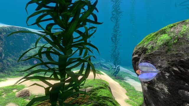 File:Kelp Forest (12).jpg