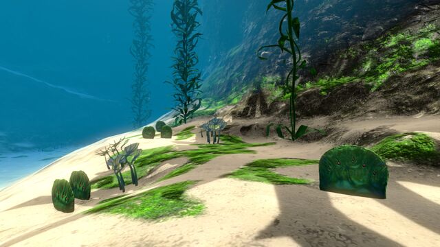 File:Kelp Forest (16).jpg