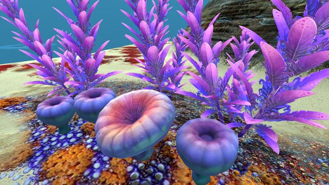 File:Safe Shallows (25).jpg