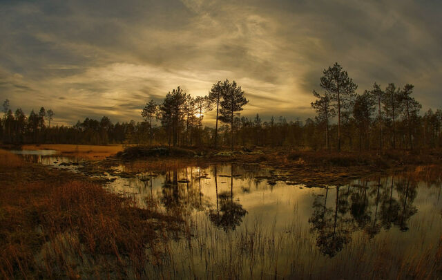 File:-great-vasyugan-swamp.jpg