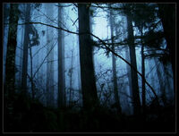 Foggy forest