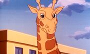 Giraffe