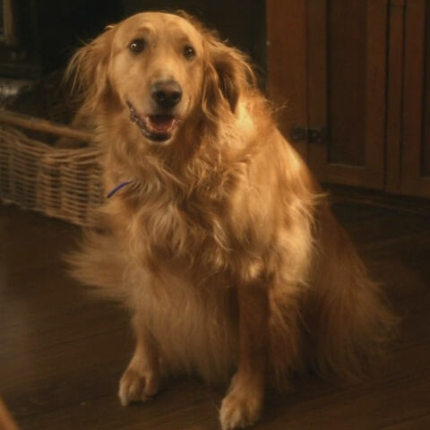 File:Krypto-smallville-shelby.jpg