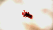 Season5.gif