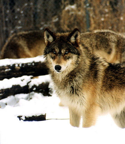 File:Gray wolf.jpg