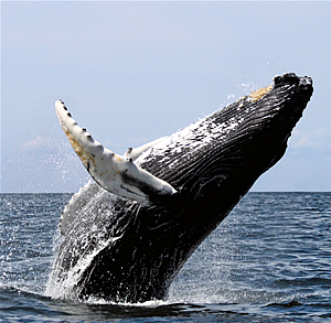 Humpback whale
