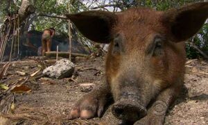 Pig ep11