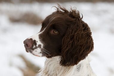 File:Chase-Dog.jpg