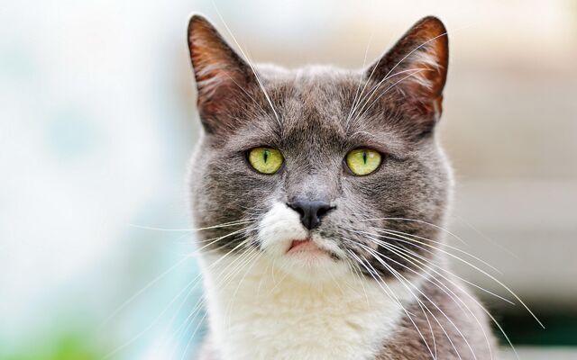 File:Term.cat.jpg