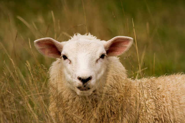 File:Sheep.jpg