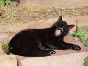 Towncat