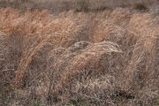 Flamegrass