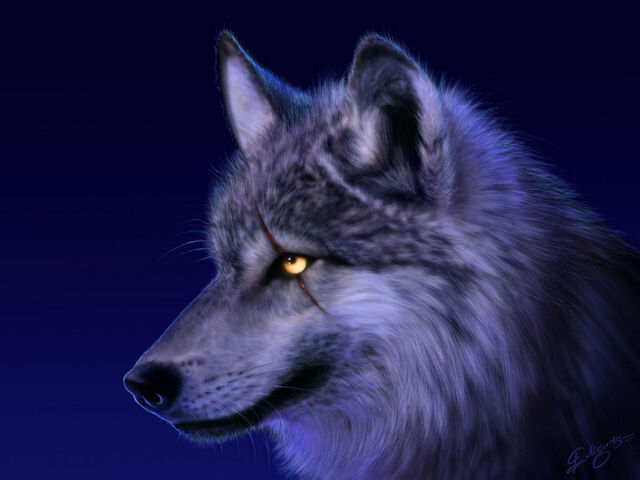 File:Wolf.jpeg