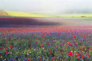 Meadow