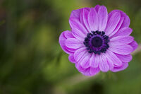 Anemonepurple-4717