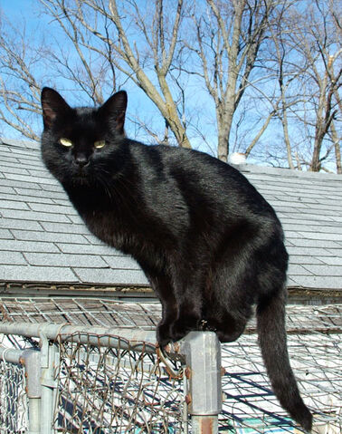 File:Blackcat-Lilith.jpg