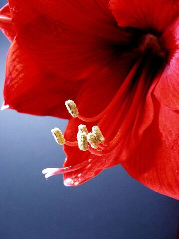 File:Amaryllis+1-7871.jpg