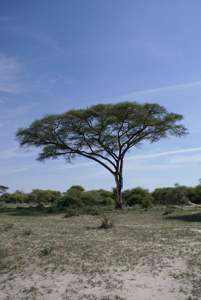 File:Umbrella acacia-4824.jpg