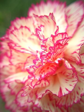 File:Stripe-Carnation-445.jpg