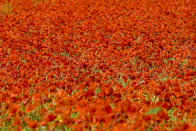 File:Poppy+field-7177.png