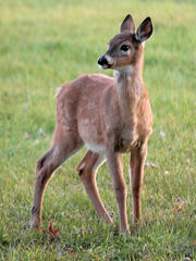 DeerPB170211
