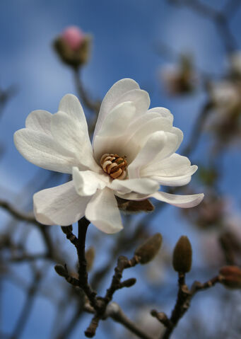 File:A hint of Spring-7493.jpg