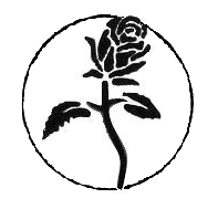 flower carnation symbol of white by Wikia powered Fandom Wiki Symbolism Black Rose flower carnation symbol of white by Wikia powered Fandom Wiki Symbolism Black Rose