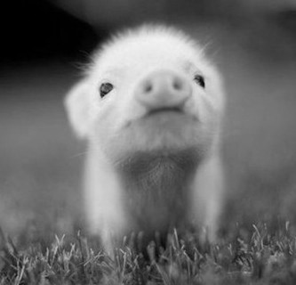 Plik:BabyHammy1.1.jpg