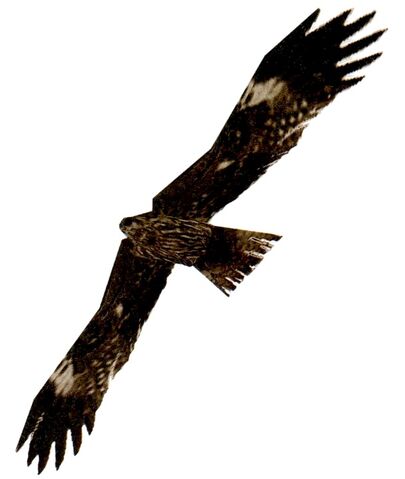 File:Hawk.jpg