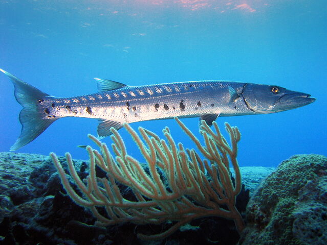 File:SilverBarracuda.jpg
