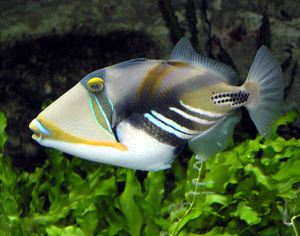 File:LagoonTriggerfish.jpg
