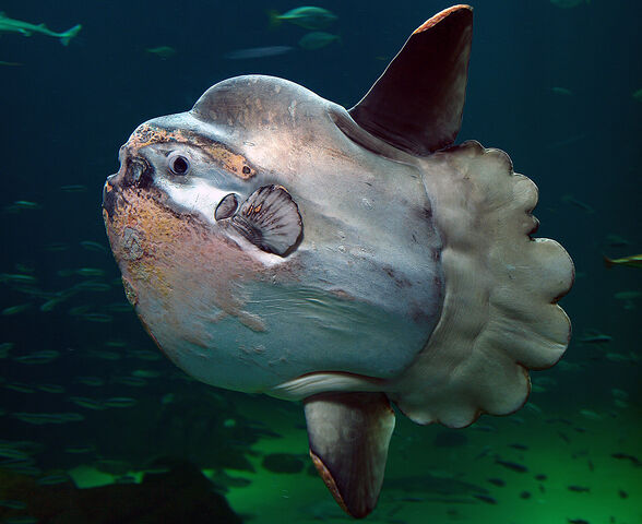 File:MolaMola2.jpg